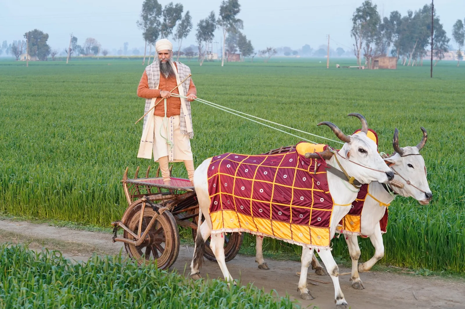 Farmland and a village house in rural Punjab